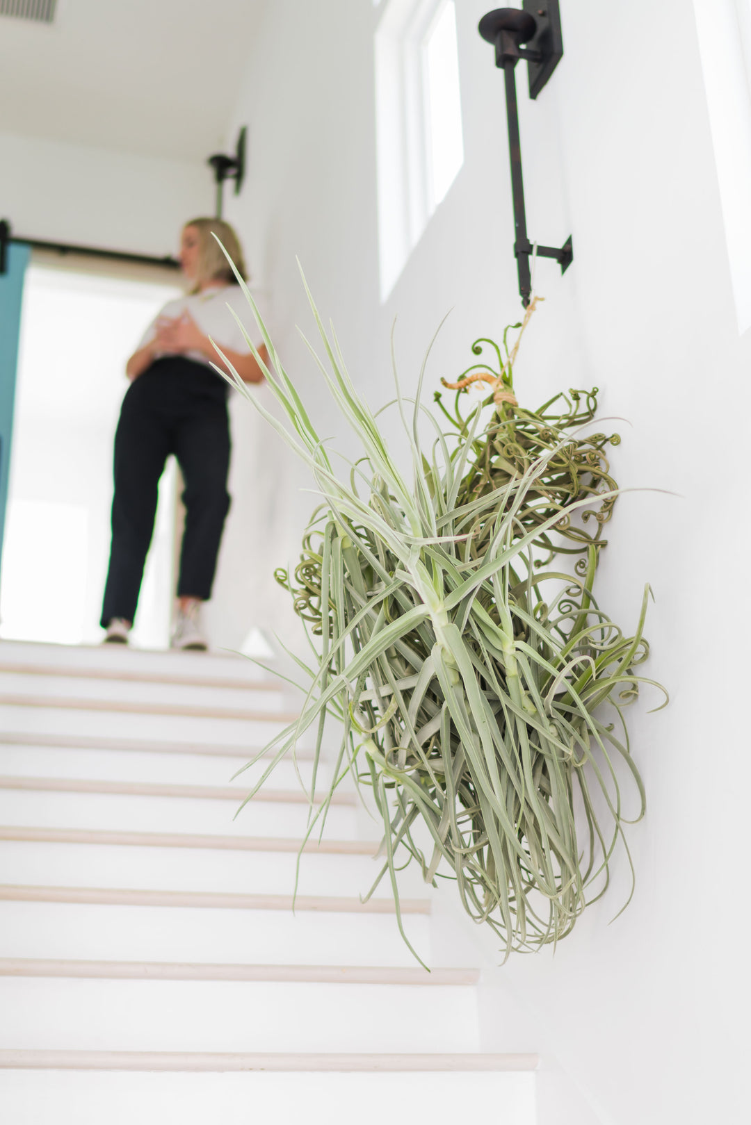 giant tillandsia duratii air plant hanging on the wall of a stairway