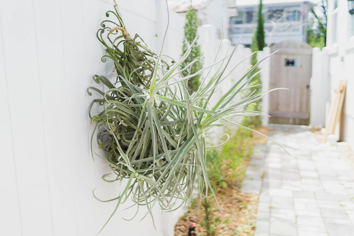 giant tillandsia duratii air plant hanging on a white fence