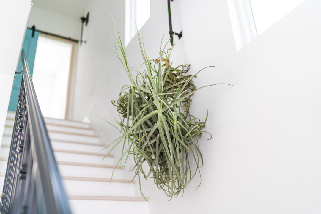 giant tillandsia duratii air plant hanging on the wall of a stairway