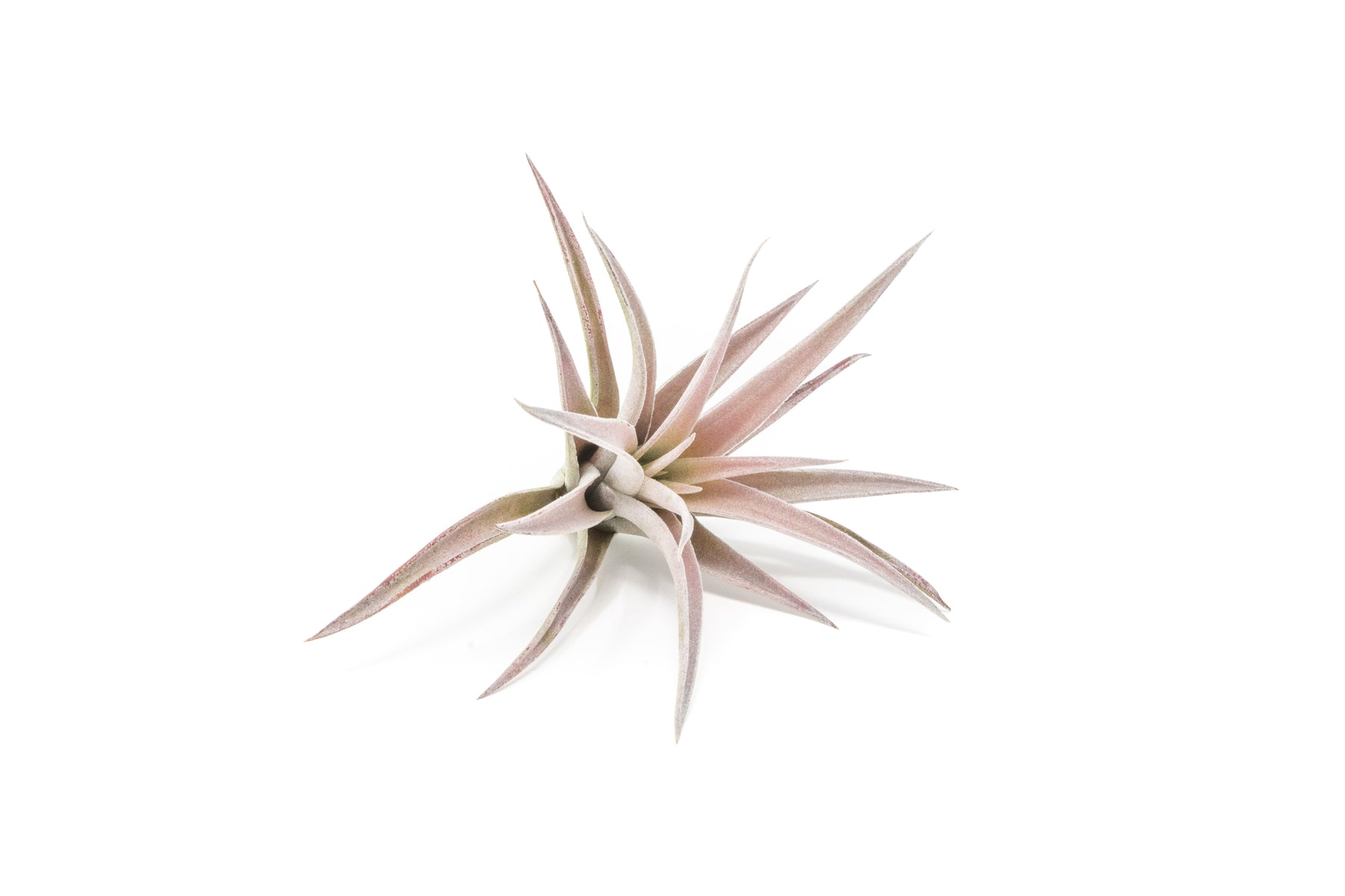 The Inca Collection of Tillandsia Air Plants – Air Plant Supply Co.