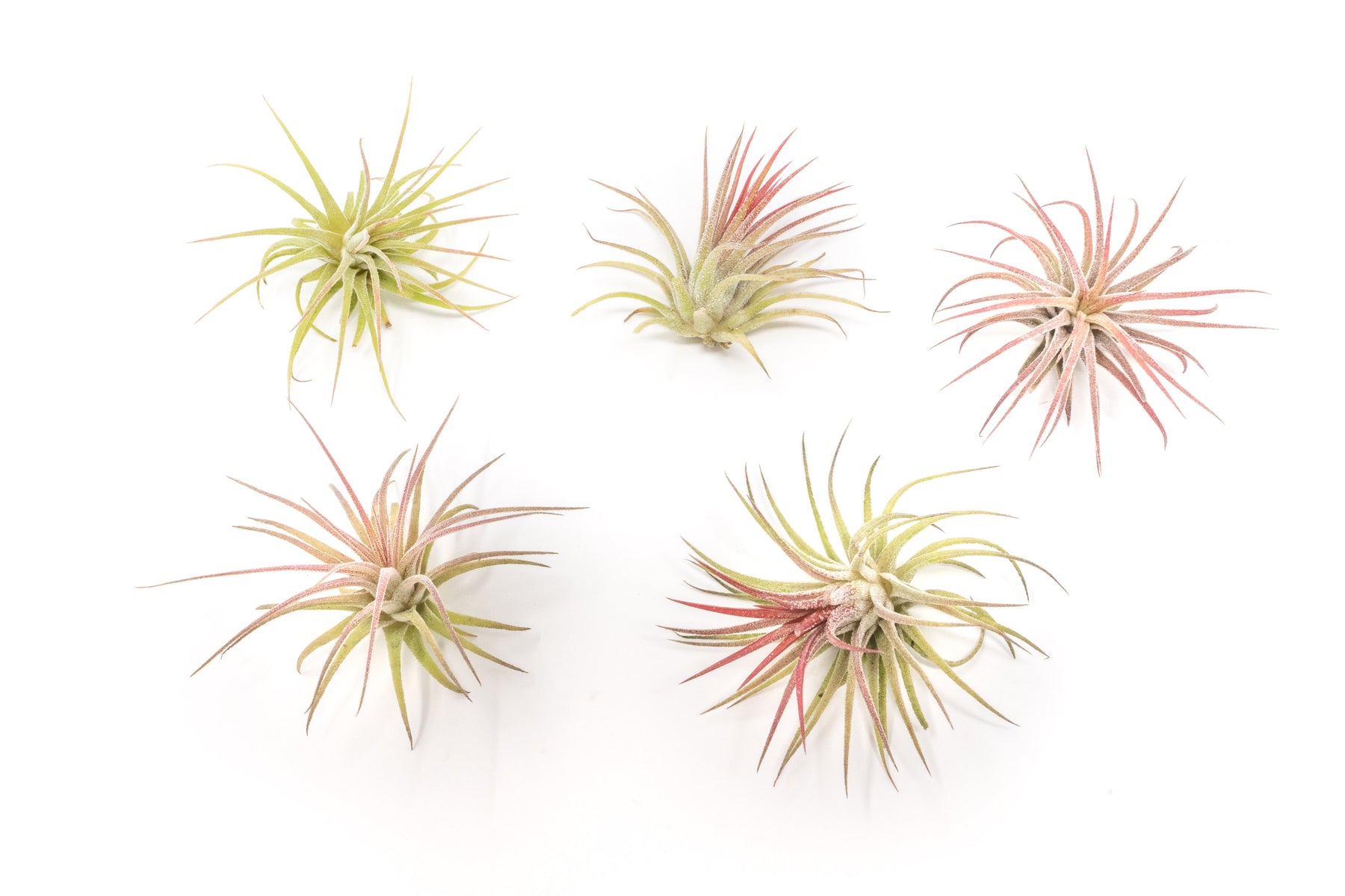 イオナンタ フエゴイエロー Tillandsia ionantha 