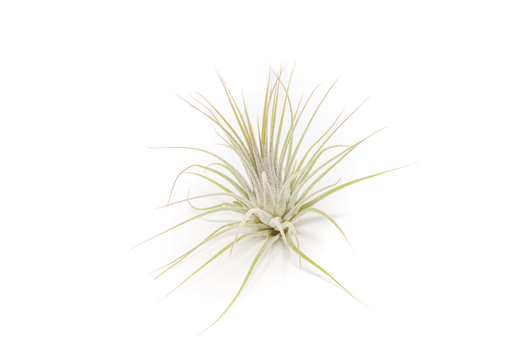 Tillandsia ionantha spp. Guatemala 子株 Tillandsia Ionantha