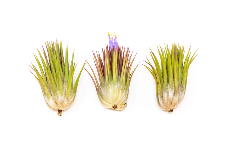 three tillandsia ionantha 'macho' guatemala air plants, center one with purple blooms