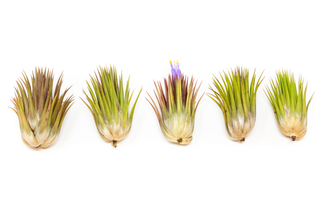 five tillandsia ionantha 'macho' guatemala air plants, center one with purple blooms