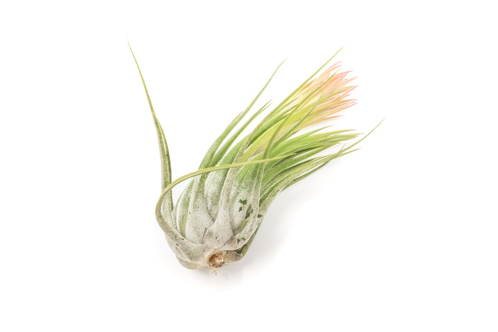The Mayan Collection of Tillandsia Air Plants