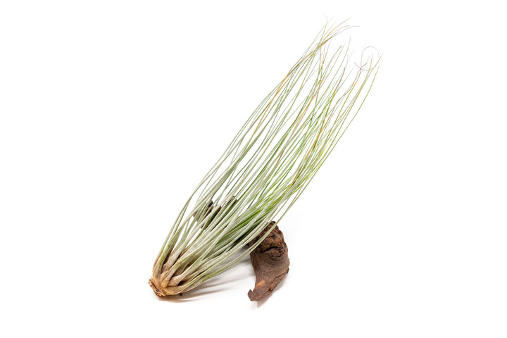 Wholesale Special - The Elegant Collection of Tillandsia Air Plants