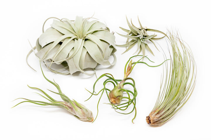 tillandsia xerographica, caput medusae, bulbosa belize, harrisii and juncea air plants