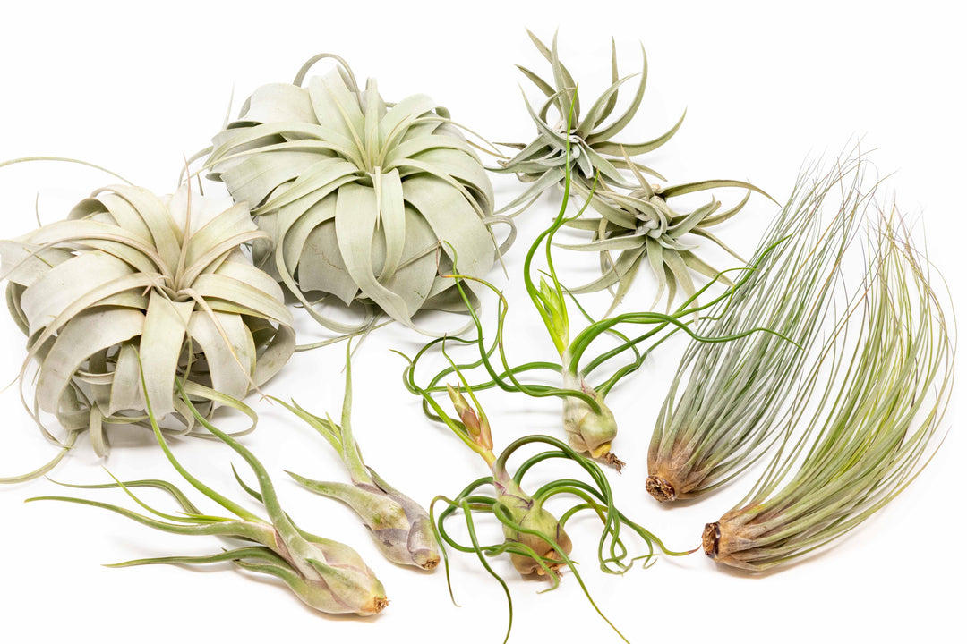 two of each; tillandsia xerographica, caput medusae, bulbosa belize, harrisii, and juncea air plants