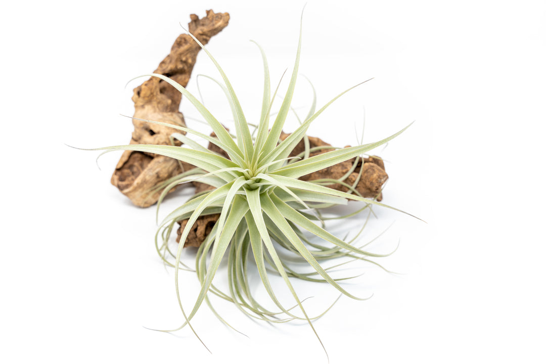 Tillandsia Purpurea Air Plant