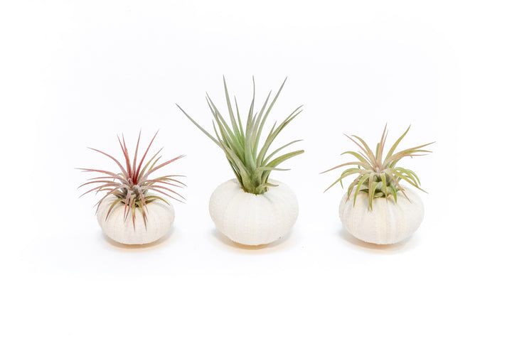 White Urchins with Tillandsia Air Plants - Set of 1, 3 or 5