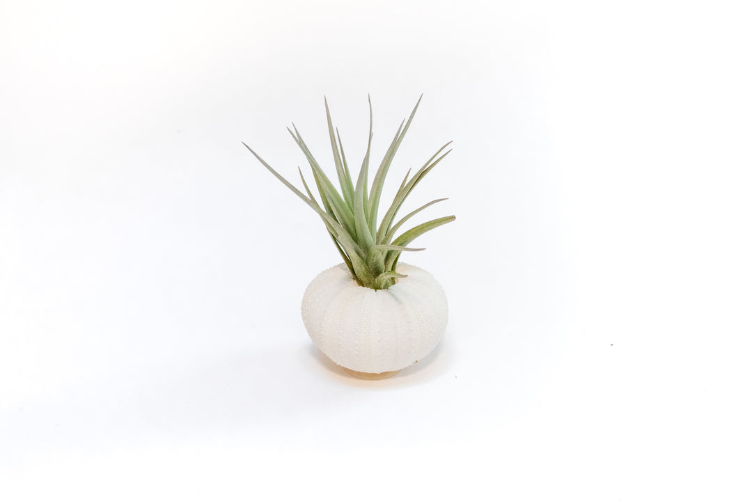 White Urchins with Tillandsia Air Plants - Set of 1, 3 or 5