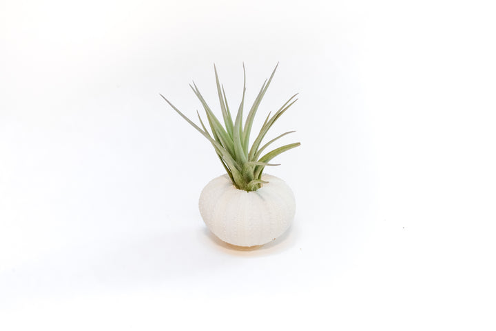 Wholesale - White Urchin Shells with Tillandsia Air Plants