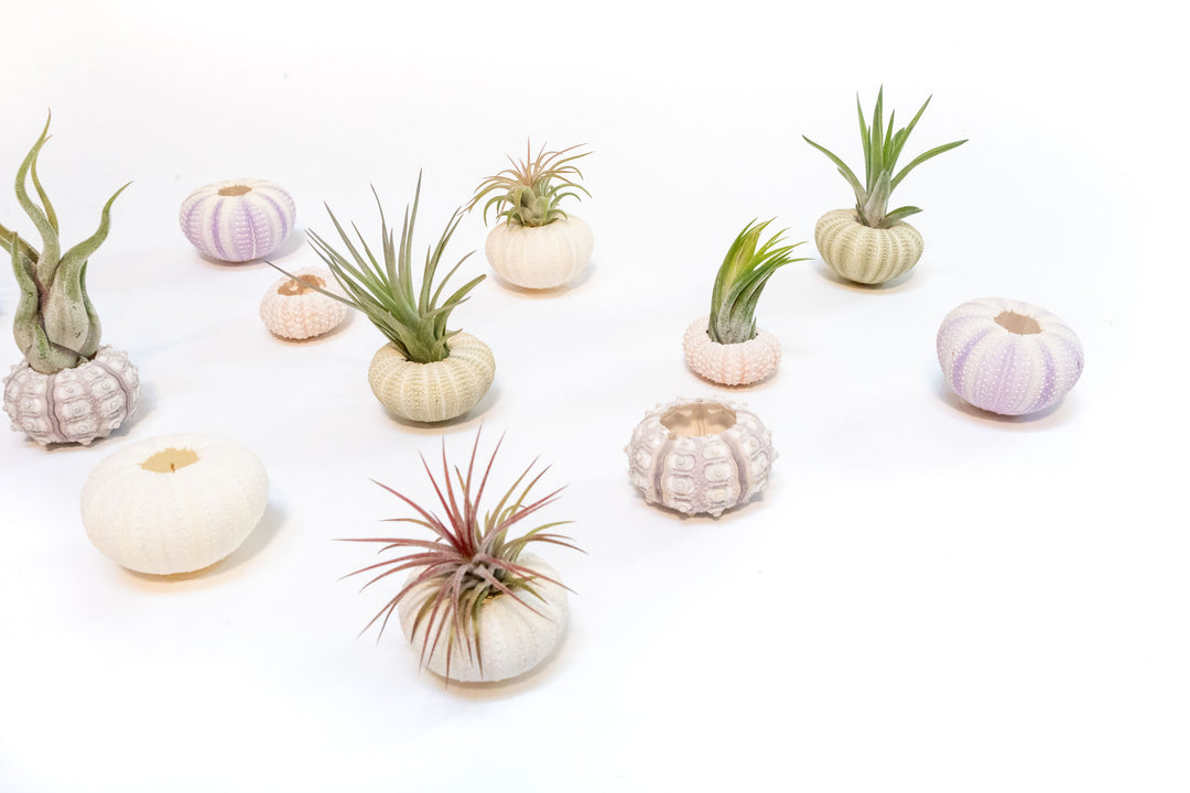 assorted urchins with tillandsia air plants