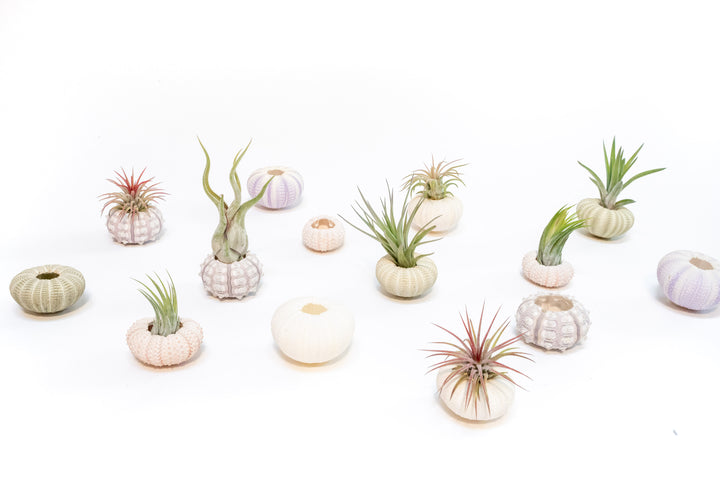 White Urchin with Tillandsia Air Plant