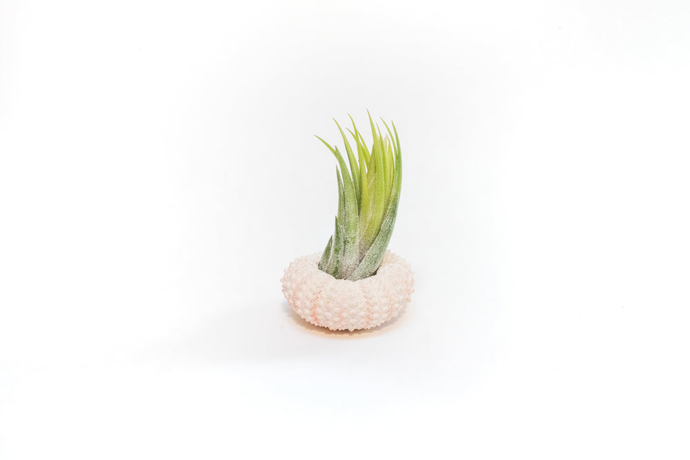 pink urchin with tillandsia ionantha scaposa air plant