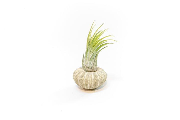 green urchin with tillandsia ionantha scaposa air plant