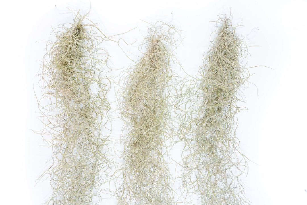 Wholesale Guatemala Gray Spanish Moss - Tillandsia Usneoides - 1 to 1.5 Foot Strands