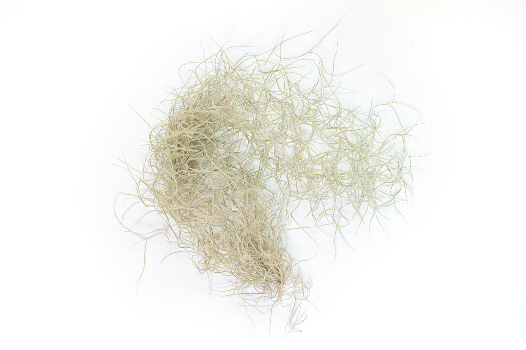 Wholesale Guatemala Gray Spanish Moss - Tillandsia Usneoides - 1 to 1.5 Foot Strands