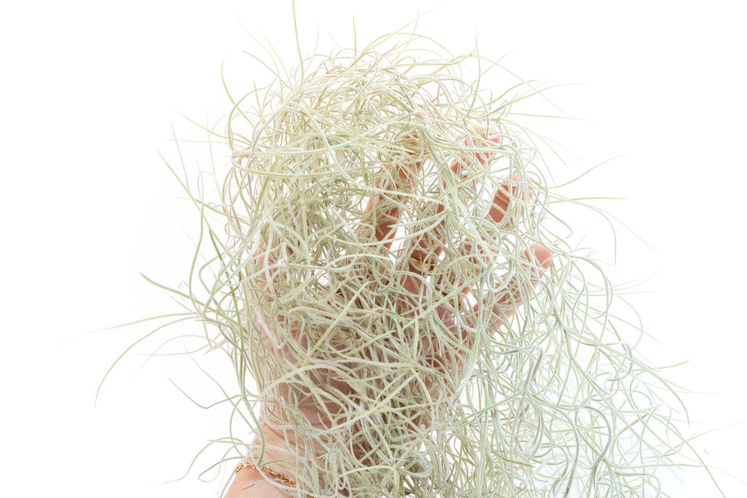 SALE - Tillandsia Guatemala Gray Spanish Moss - 1 Foot Clumps - Set of 3 or 6 Strands - 40% Off