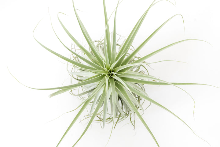 top view of large tillandsia straminea thick leaf air plant