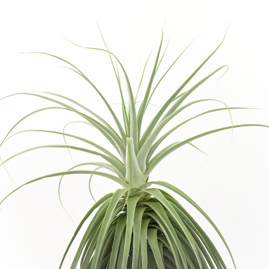 close up of top of large tillandsia straminea thick leaf air plant