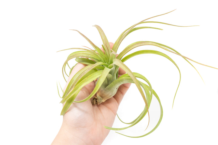 Wholesale - Tillandsia Streptophylla Hybrid variety 'Eric Knoblock' Air Plants