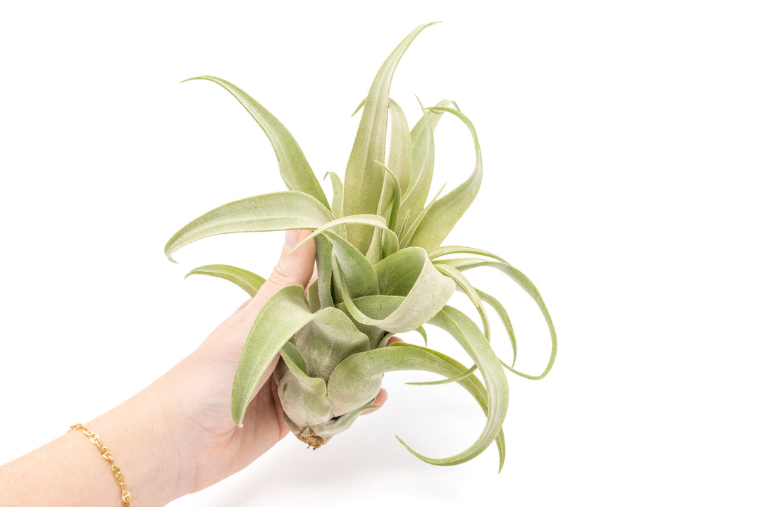 hand holding a large open form tillandsia streptophylla air plant