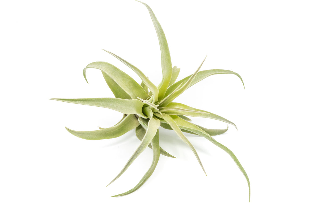 Wholesale - Tillandsia Streptophylla Air Plants - Multiple Sizes