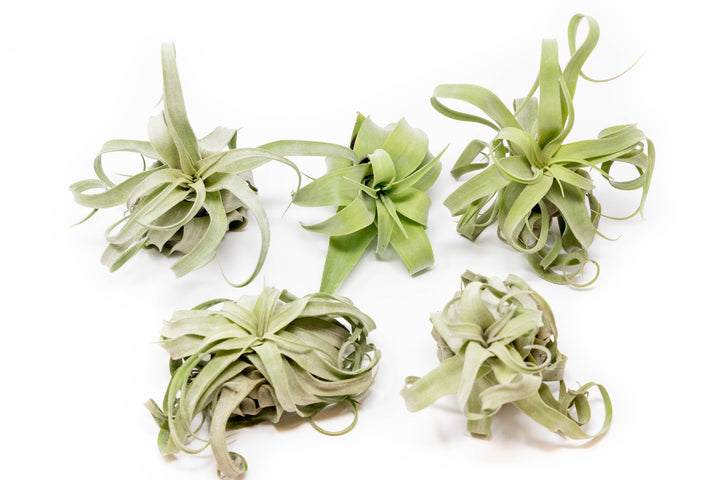 five curly tillandsia streptophylla air plants
