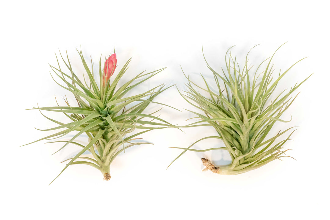 two giant tillandsia stricta hybrid air plants, one blooming