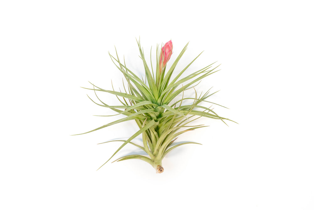 giant blooming tillandsia stricta hybrid air plant