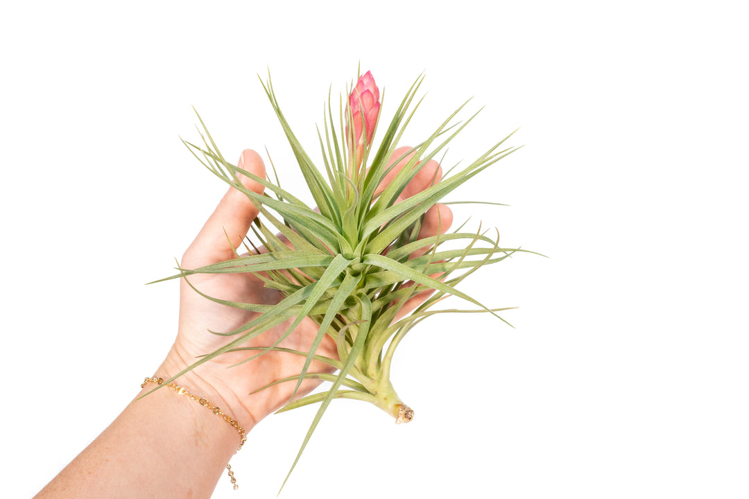 hand holding giant blooming tillandsia stricta hybrid air plant