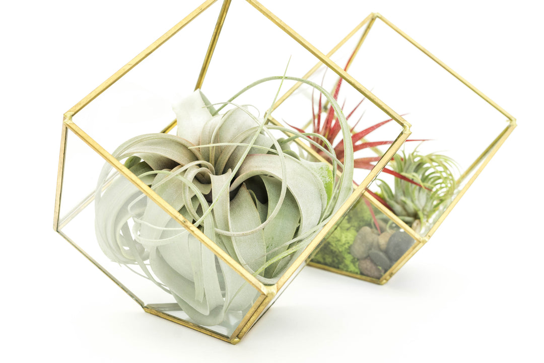 Two heptahedron glass terrariums with gold accents. One containing moss, stones, red abdita and ionantha, the other a tillandsia xerographica.