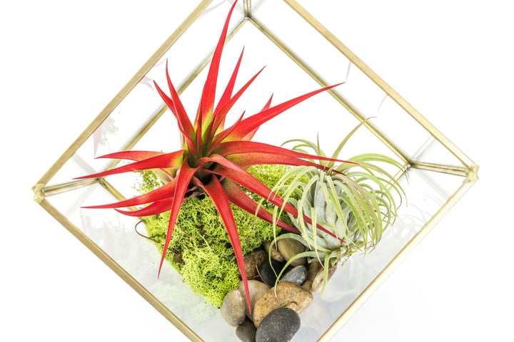 Heptahedron glass terrarium with gold accents containing moss, stones, red abdita and ionantha.