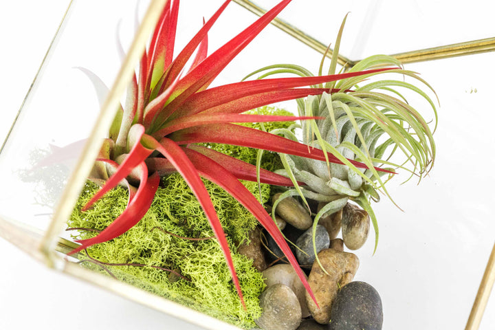 Heptahedron Geometric Glass Terrarium with Stones, Moss, Tillandsia Red Abdita and Ionantha Air Plants