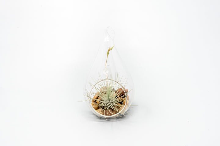 teardrop glass terrarium with stones and blushing tillandsia argentea thin air plant