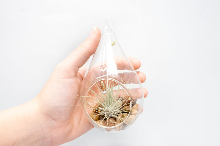 hand holding a teardrop glass terrarium with stones and blushing tillandsia argentea thin air plant