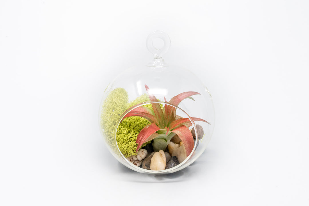 Set of 3 Stunning Hanging Glass Terrariums with Flat Bottoms