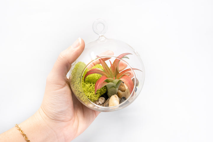 Set of 2 Stunning Hanging Glass Terrariums with Flat Bottoms