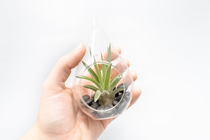 hand holding a teardrop shaped glass terrarium with black stones and tillandsia velutina air plant