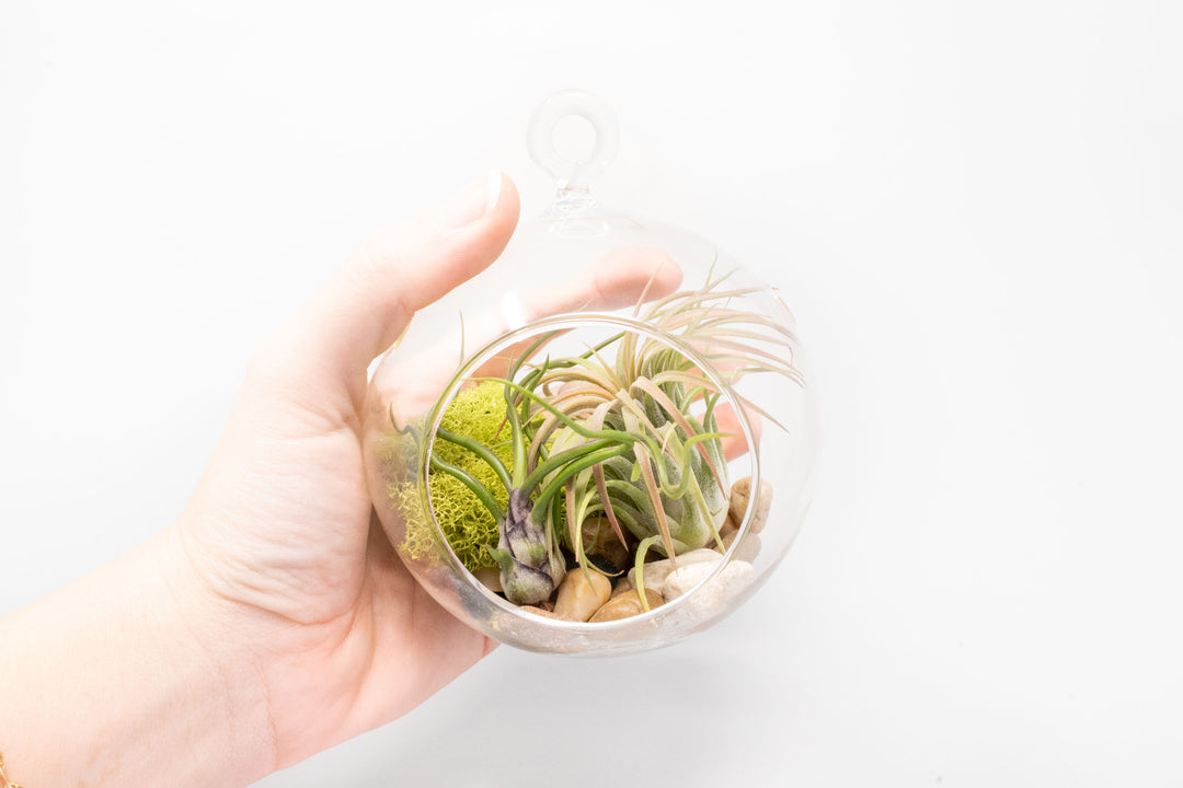 Set of 3 Stunning Hanging Glass Terrariums with Flat Bottoms