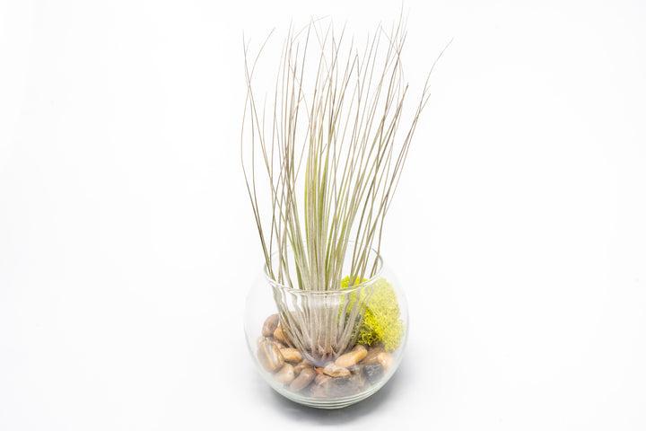 glass bubble bowl with pebbles, moss and tillandsia juncea air plant