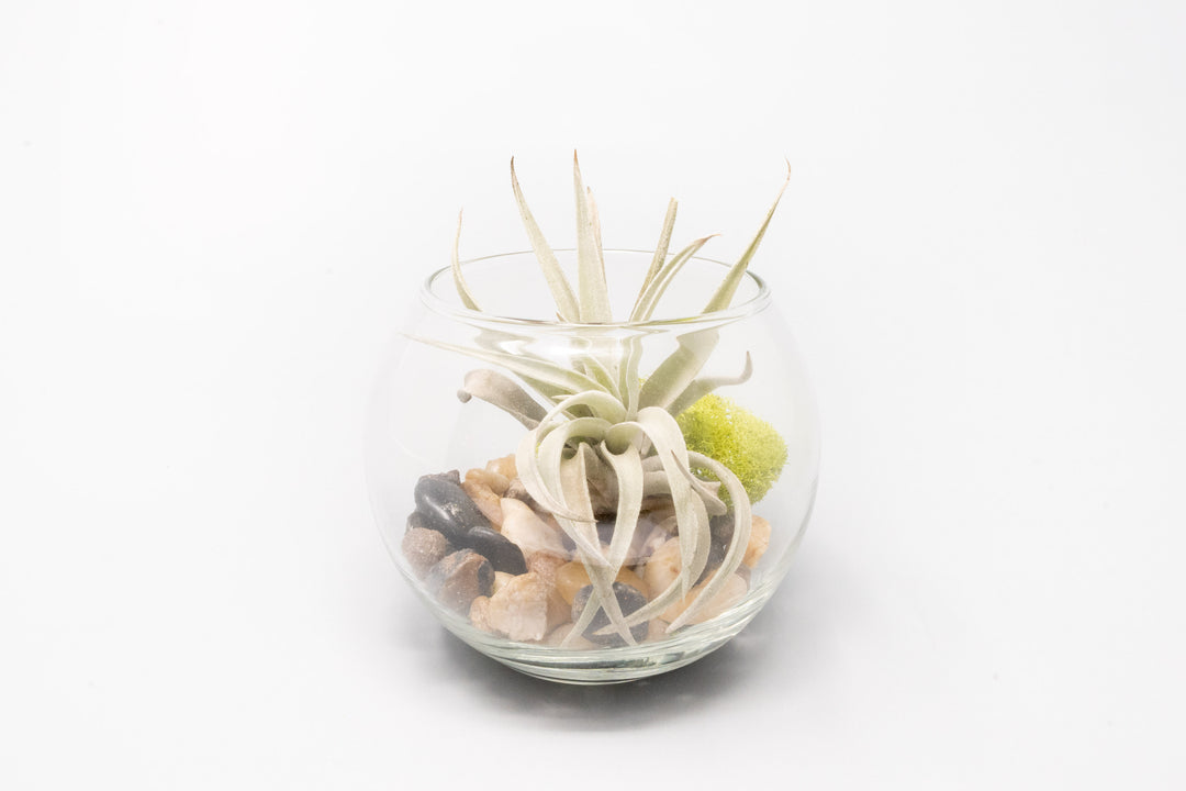 glass bubble bowl, pebbles, moss and tillandsia harrisii air plant