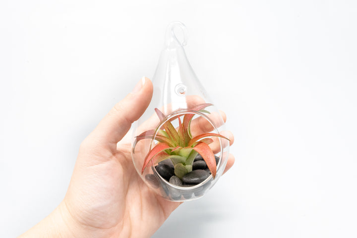 hand holding a teardrop shaped glass terrarium with black stones and tillandsia red abdita air plant