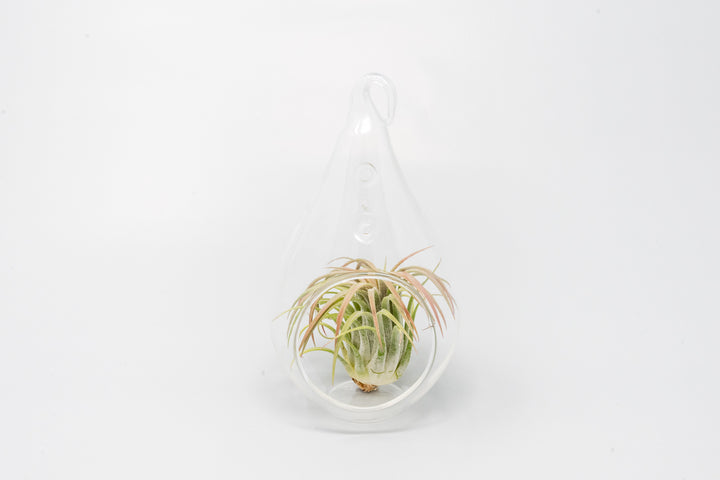 glass teardrop terrarium with tillandsia ionantha rubra air plant