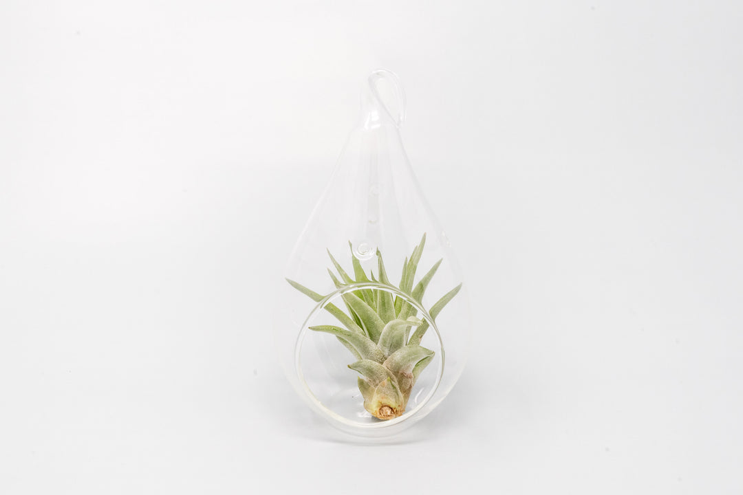 glass teardrop terrarium with tillandsia velutina air plant