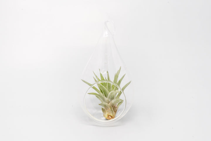glass teardrop terrarium with tillandsia velutina air plant