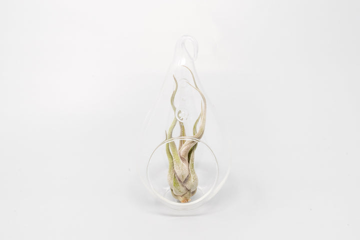 glass teardrop terrarium with tillandsia caput medusae air plant