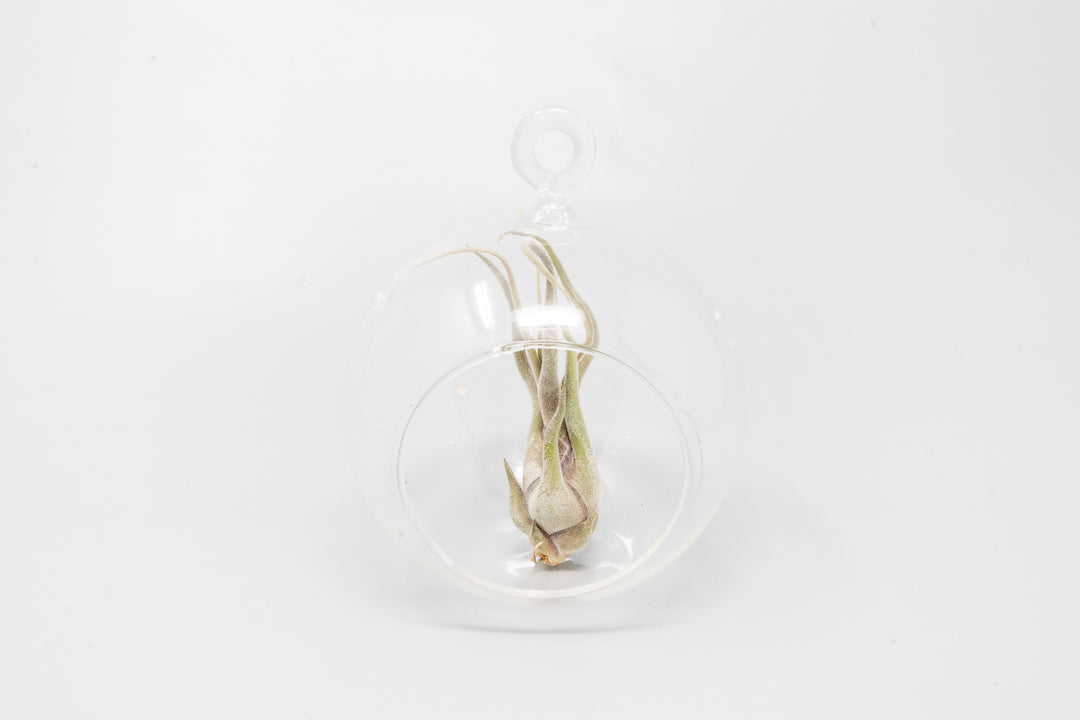 flat bottom glass globe terrarium with tillandsia caput medusae air plant