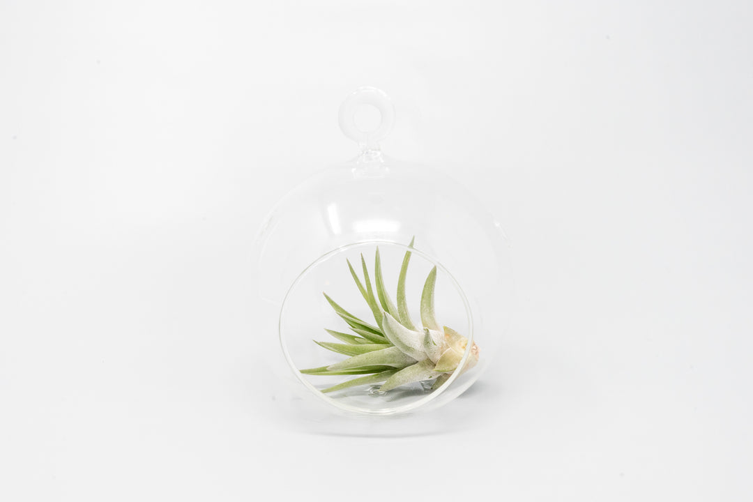 Wholesale - Case Pricing with Free Shipping / Hanging Flat Bottom Glass Terrariums
